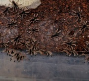 Neoholothele incei classic L1/2