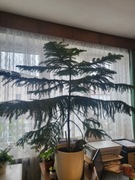 Araukaria wyniosła zimozielona