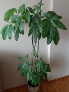 Pachira wodna, Pachira aquatica, 160cm