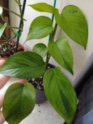 Epipremnum carnival pędówka