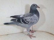 Młody 100 % Leo Heremans Linia Olympiade 003, Rossi ,