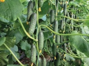 Ogórek Severin F1 - Nasiona Holenderskie