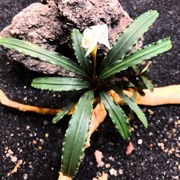 Bucephalandra sp. Crocodile Land, duża sadzonka emersyjna 8-12 cm