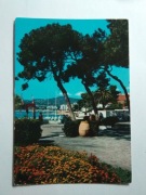 FRANCJA Juan-les-Pins rośliny sosna pinia - Alpy Nadmorskie 