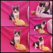 Kot brytyjski, niebieski bicolor, rodowód FPL 