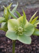 Ciemiernik Helleborus istriacus 