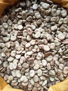 Bób Bartek 1kg nasiona