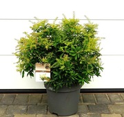 PIERIS JAPOŃSKI SARABANDE * DUŻY OKAZ * RARYTAS 