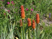 Trytoma groniasta płonąca pochodnia 200 nasion