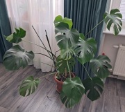 Monstera kwiat w doniczce 
