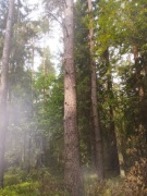 Sprzedam dłużyce sosnowa