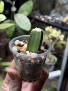cissus quadrangularis | sadzonka ukorzeniona