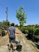 Klon polny / Acer campestre / 280-300cm / Obw.6-12cm