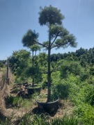 Piękne Bonsai z sosny 2m donica 60L