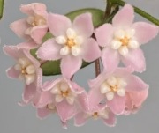 Hoya Thomsonii SPLASH, mechate listki - ukorzeniona 1.