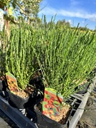Żarnowiec CYTISUS różne odmiany DOSTAWA 