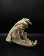 Dekoracyjna czaszka do terrarium – otwierana szczęka – druk 3D z PLA