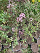 Oregano ogrodowe sadzonki