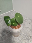 Peperomia tępilistna,nie pieniążek, sadzonka hydroponika, 1