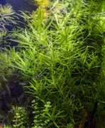 Heteranthera Zosterifolia  6 sadzonek hodowla wodna piękna i łatwa