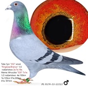 ***Top Prange Branco/Betrixdoffer/Golden Lady "***