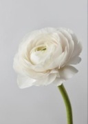 Bukiet jaskrów. 15 sztuk.