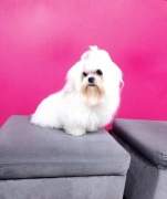 Reproduktor. Maltańczyk z uprawnieniami. 