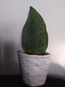 Sansevieria masoniana płetwa rekina 