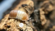 Promocja!! Isopody, prosionki, Cubaris Red Panda