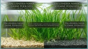 Nurzaniec drobny (Vallisneria nana)