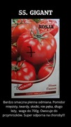 Nasiona Pomidorów Gigant 