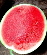 Nasiona arbuza Baronesa F1 