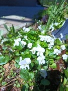 Fiołek biały sadzonka