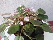 Sadzonka fiołka afrykańskiego trailer