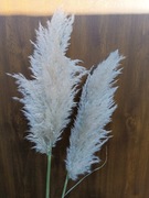 trawa pampasowa 'EVITA' kwiatistan