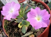 Pierwiosnek 'Elizabeth Burrow' Primula allionii