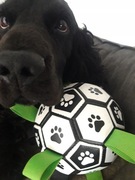 Wytrzymała piłka futbolowa dla psa + pompka – zabawka do aportowania