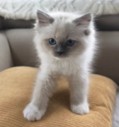 Ragdoll kocurki i kotka Blue Mitted 