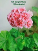 sadzonka pelargonii YuV -Desert Moti 