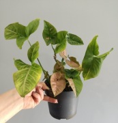 Syngonium Zroślicha