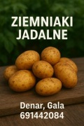 Ziemniaki Gala/ Denar żółte smaczne eko bez chemii małe gospodarstwo