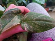scindapsus rubicon dark form-cięty szczyt