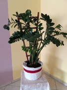 Zamiokulkas ogromny kwiat doniczkowy 