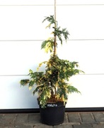 CYPRYSIK NUTKAJSKI SPARKLING ARROW * DUŻY OKAZ * CUDO