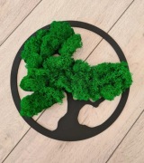 Obraz Drzewko Bonsai Mech