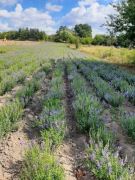 Tarczyca bajkalska bio Polska 0,5 kg  90 zl