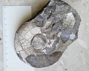 AMONIT Jura Gnaszyn Polska