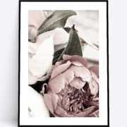 A3 Plakat piwonie peonie różowe kwiaty do salonu