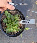 Przymiotno fioletowe 1.5l donica 