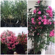 Oleander różowy o pachnących pełnych kwiatach 